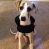12Wks