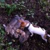 ferreting 003 (478x640)