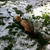 ferreting 001 (478x640)