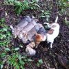 ferreting 002 (478x640)