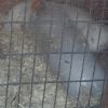 Ferret 6