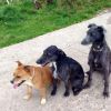 Rosie, Charlie And Tyke