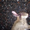rabbit 10 A