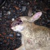 rabbit 10 B
