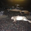 rabbit 10 C