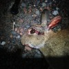 rabbit 4 head shot