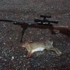 rabbit 4
