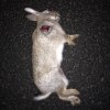 Car V rabbit