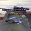 pigeon 2