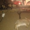 little rabbit