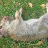 scot Rabbit