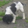 Springer Pup 10wks