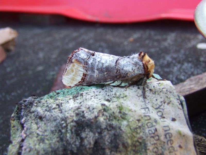 buff Tip moth