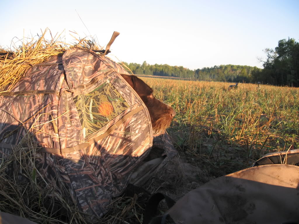 Wirehair laying Out For geese