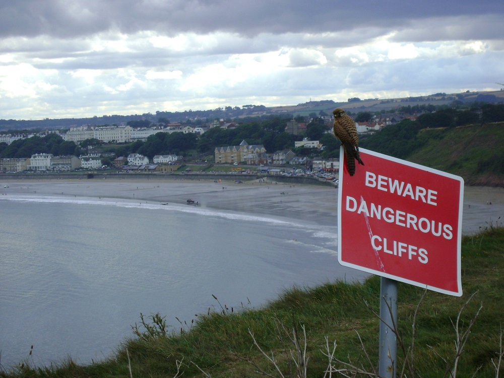 Filey Kestrel 1