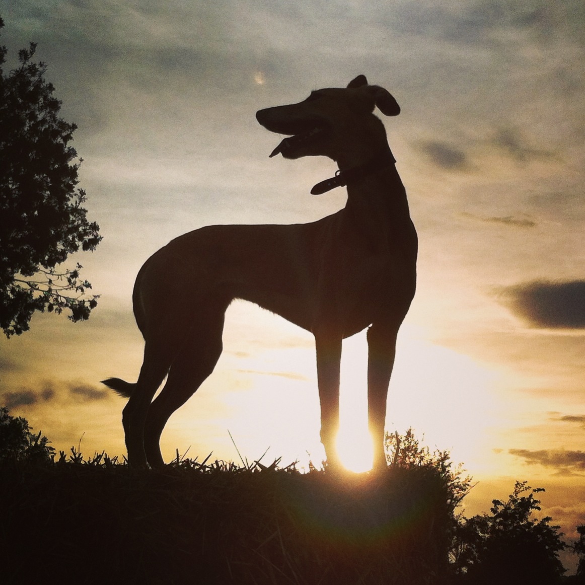 Sunset lurcher