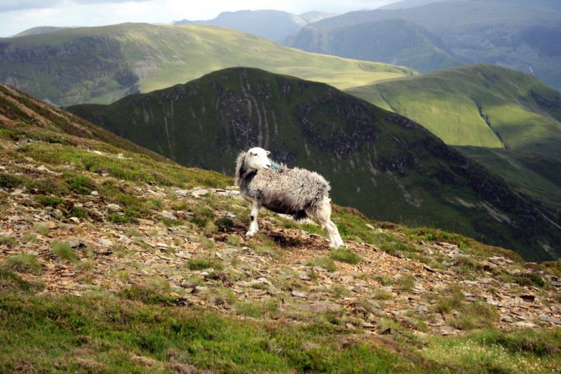 Old Ewe on summit of Grasmoor