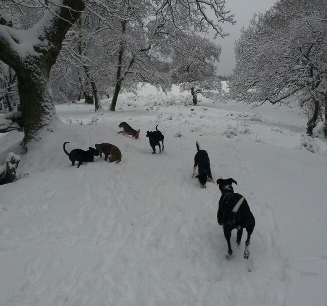 adults and pups playing in complete silence.