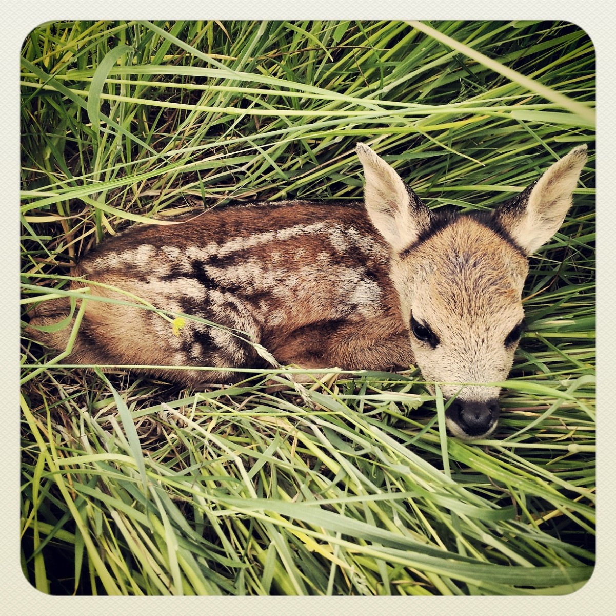 Stumbled upon a young Roe fawn