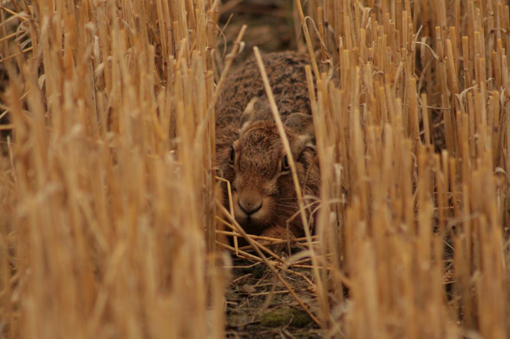 Leveret