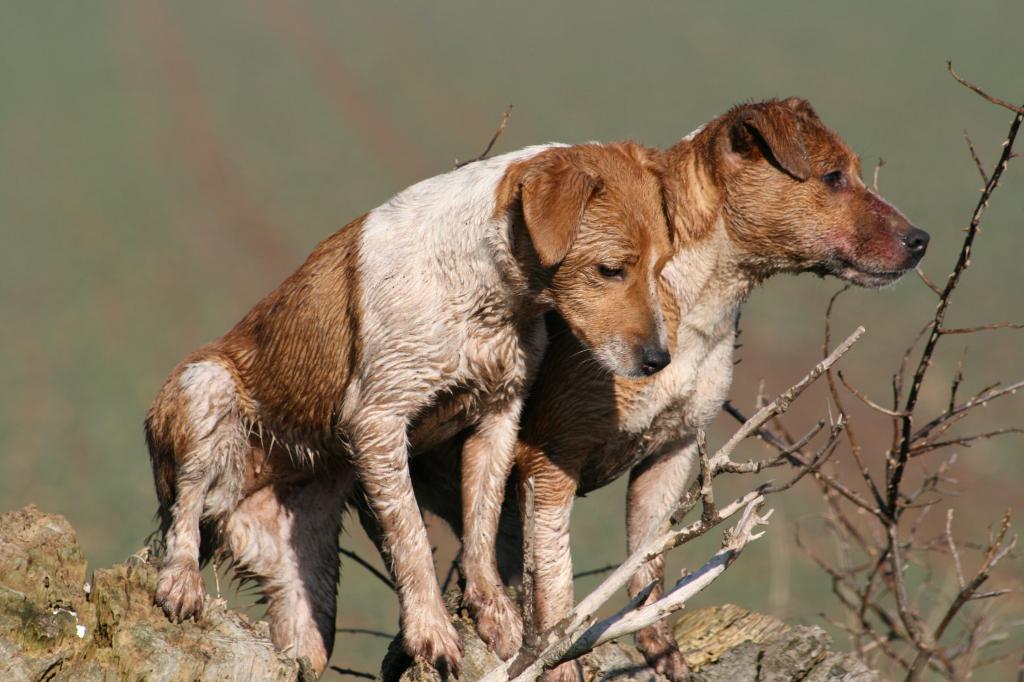 Terriers.