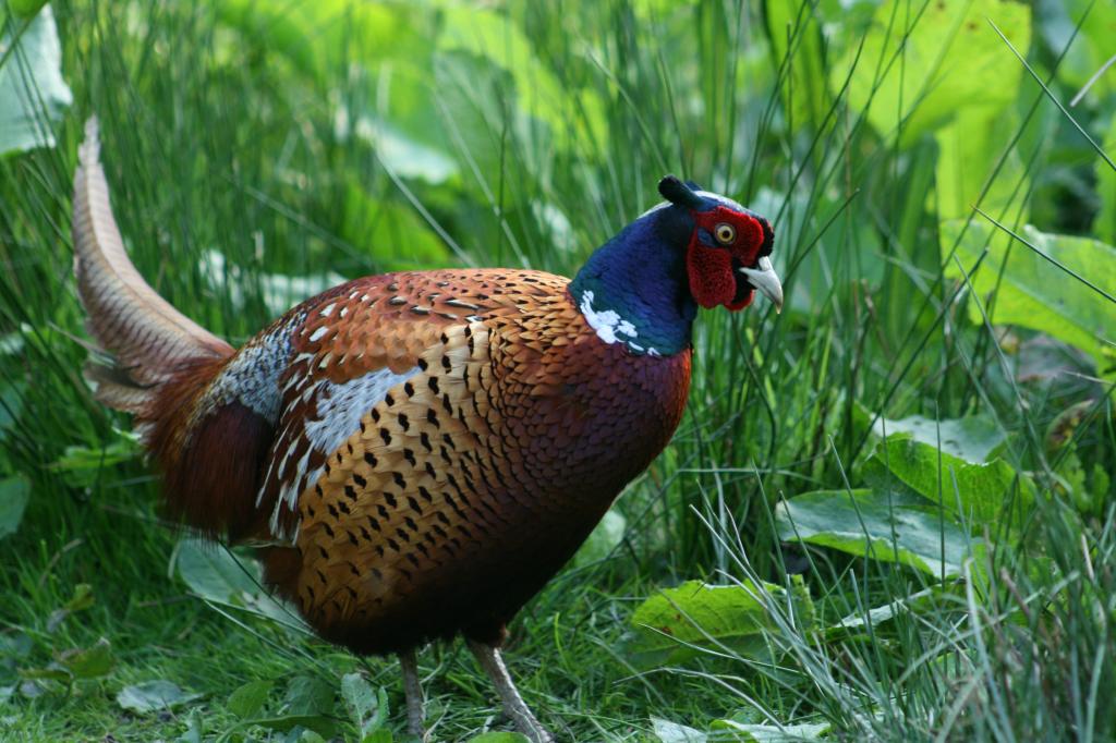 Pheasant.