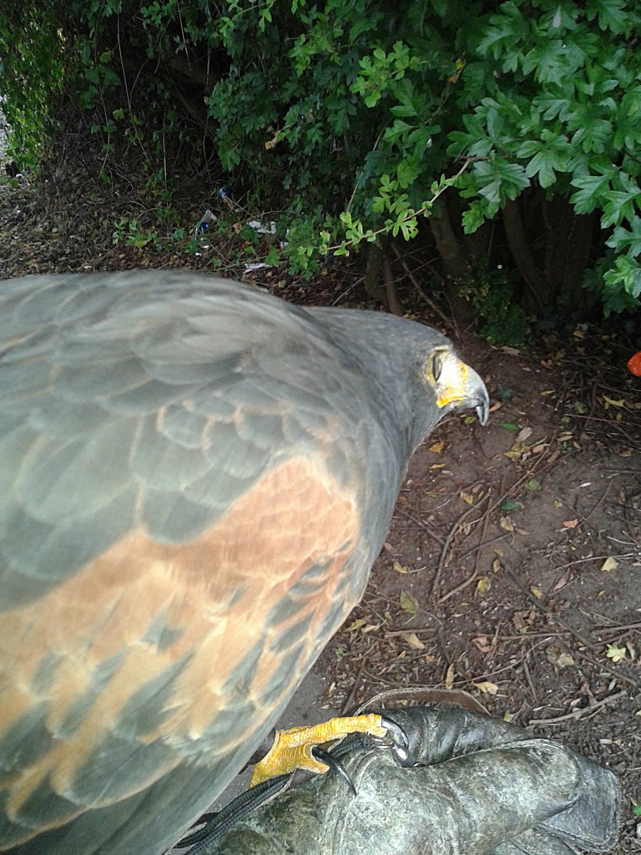 Dougie Male Harris Hawk Watching A Blackbird