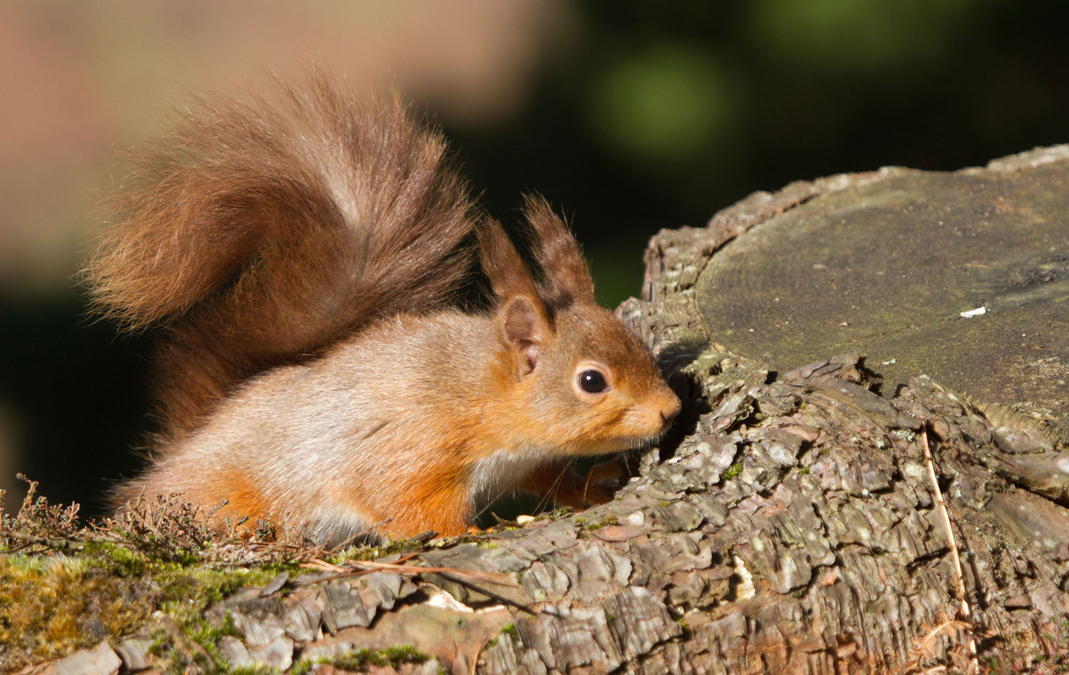 RED SQUIRREL 4