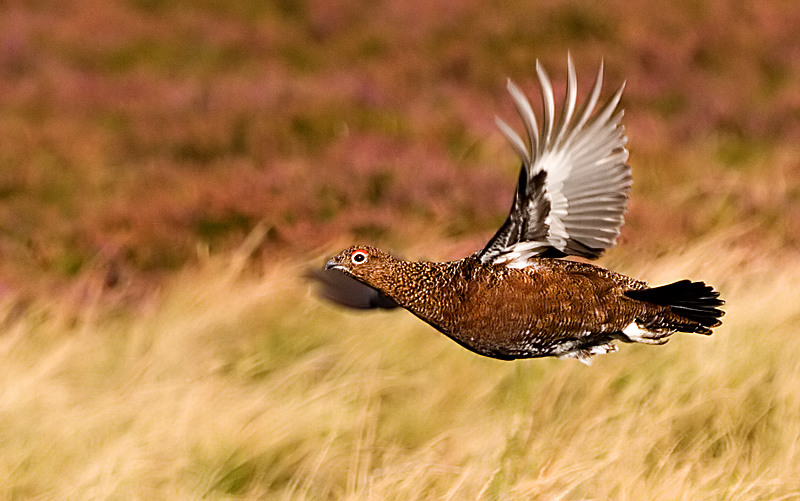 Red Grouse in flight