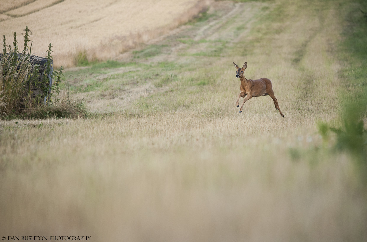 Roe Doe running to a call