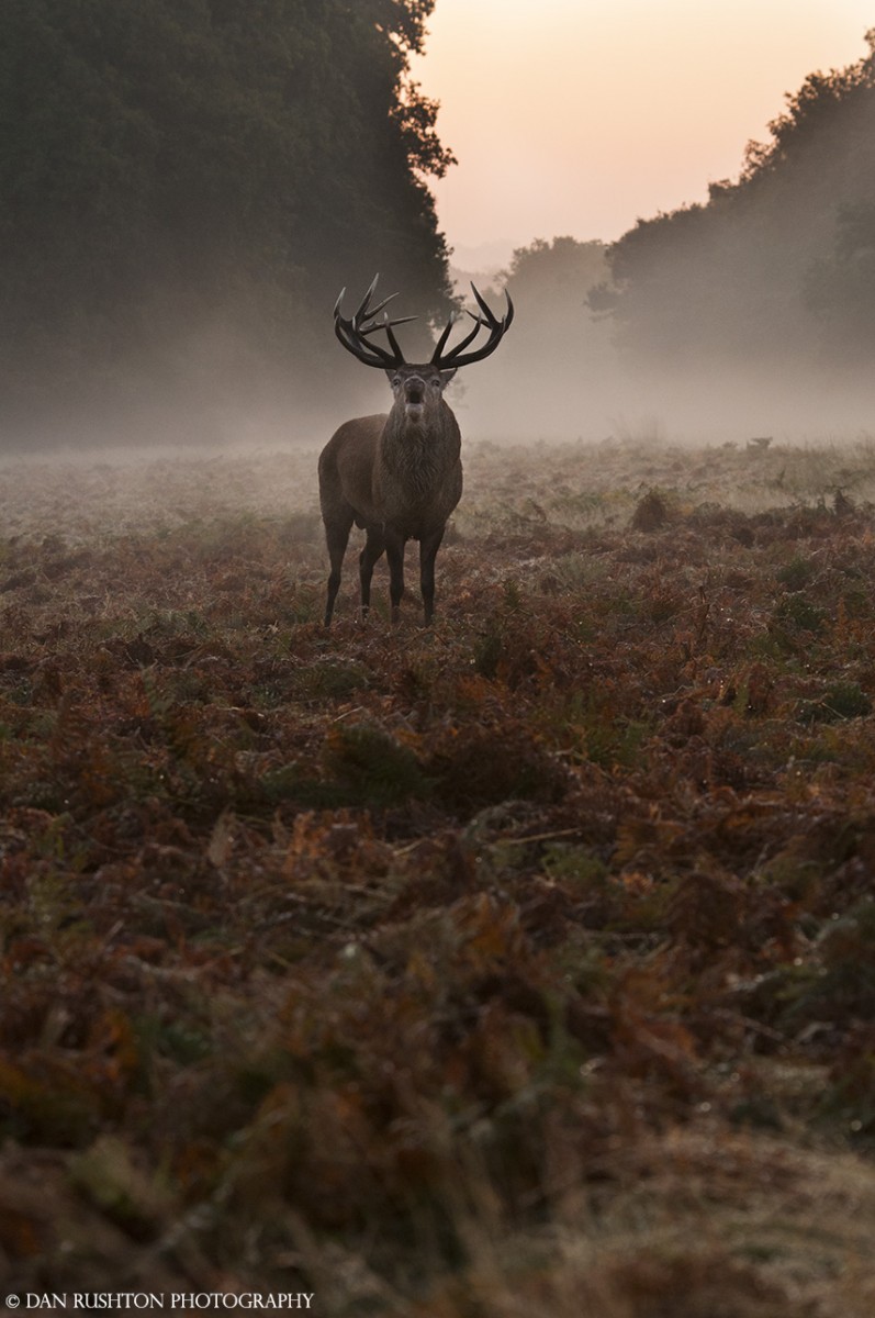 Red stag rutting