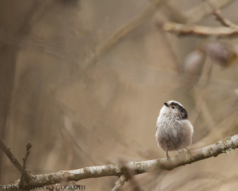 Long Tailed Tit