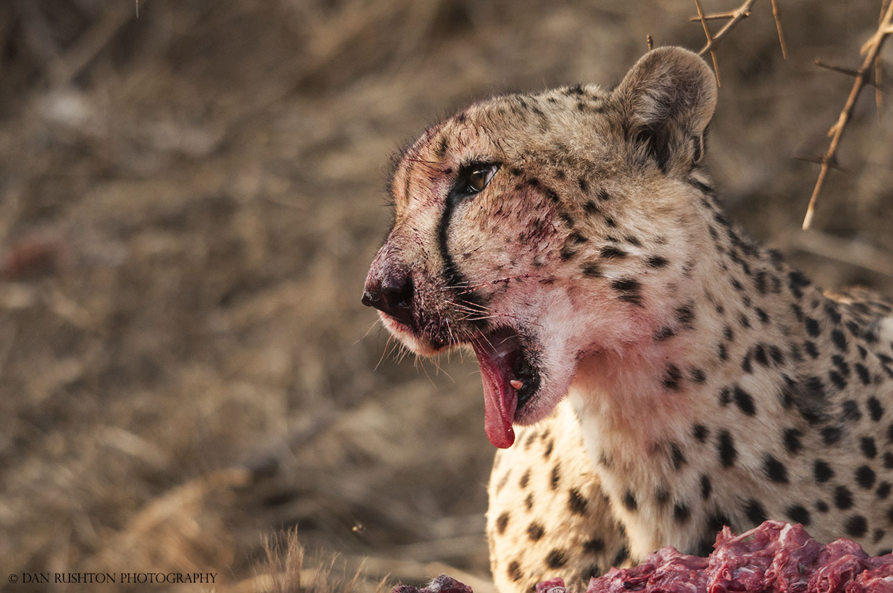 Cheetah post meal yawn