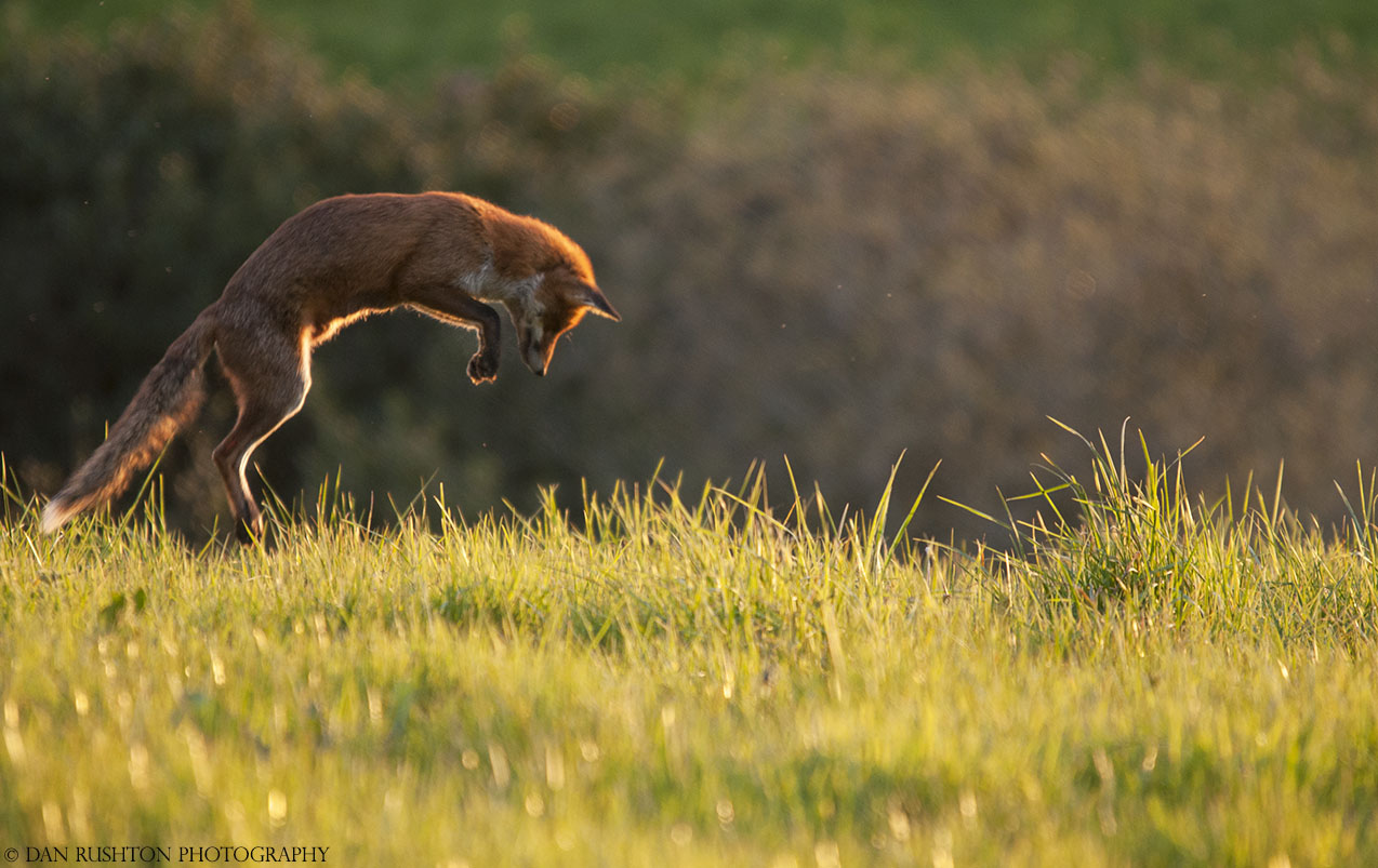 Vixen mousing