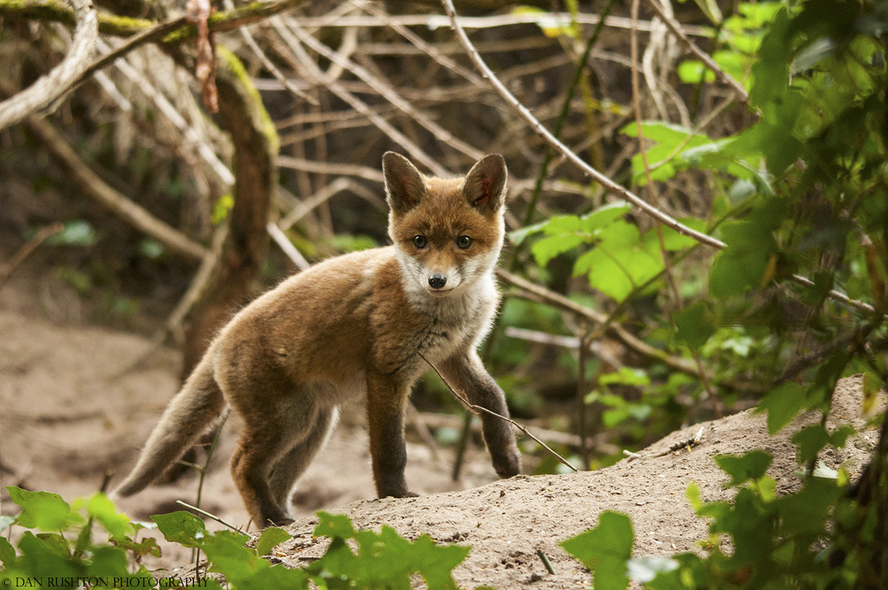 Fox cub