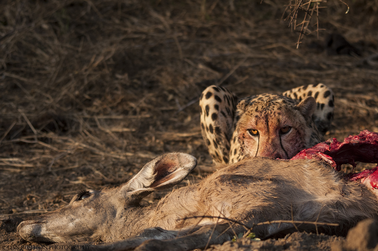 Cheetah eating