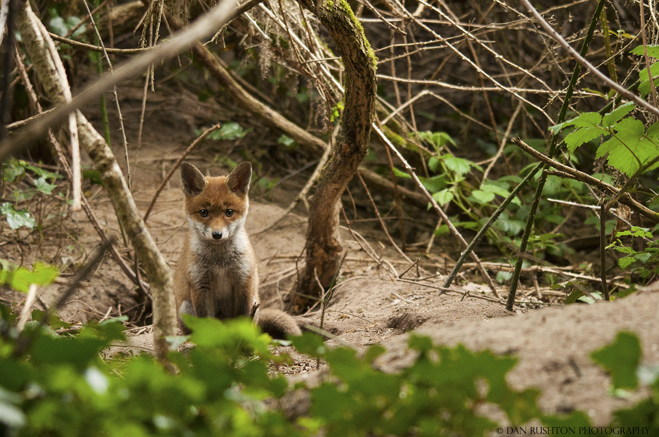 Fox cub