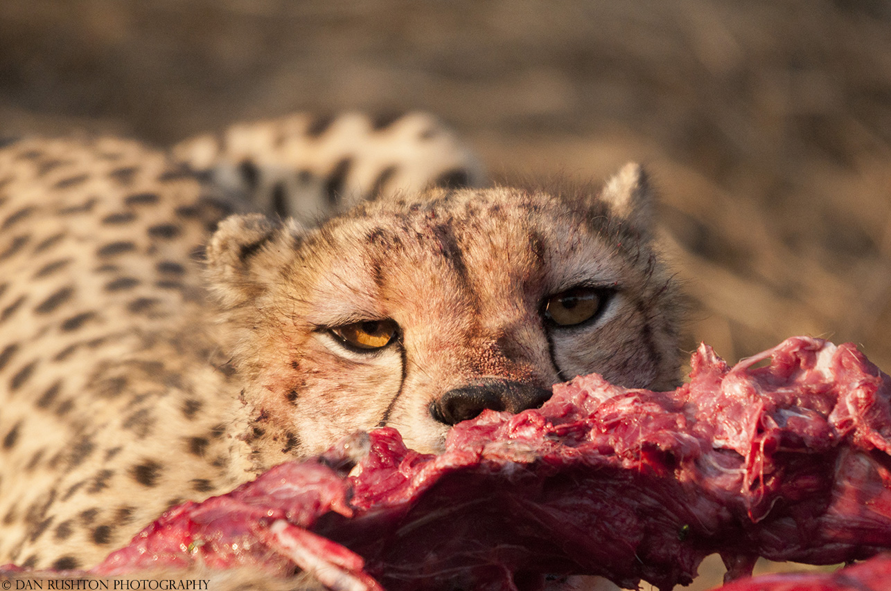 Cheetah eating