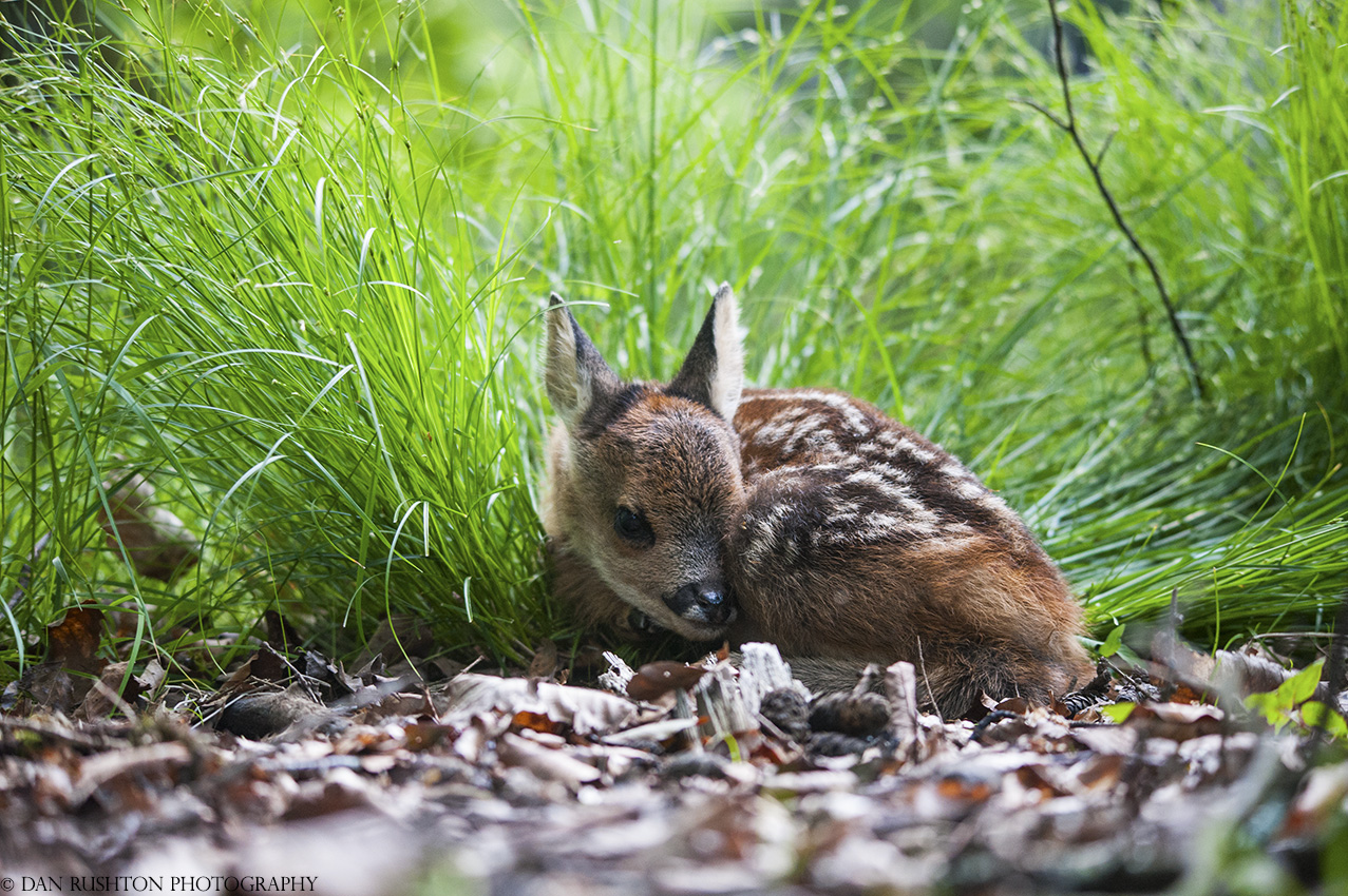 Roe fawn