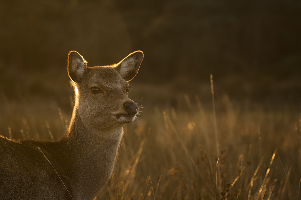 Sika hind evening sun