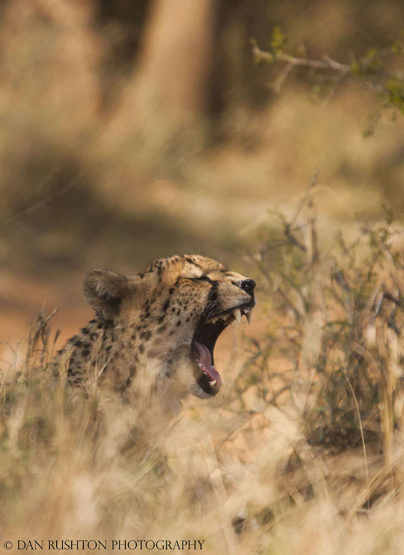 Cheetah Yawn