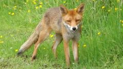 alert fox