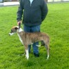 lurcher