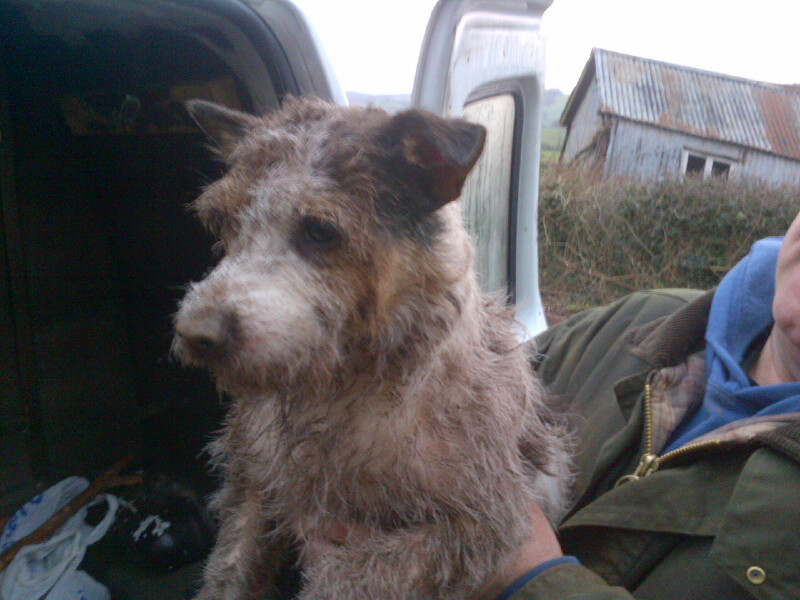 Jack russell stud sales dog