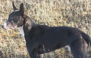 English bull store terrier x greyhound
