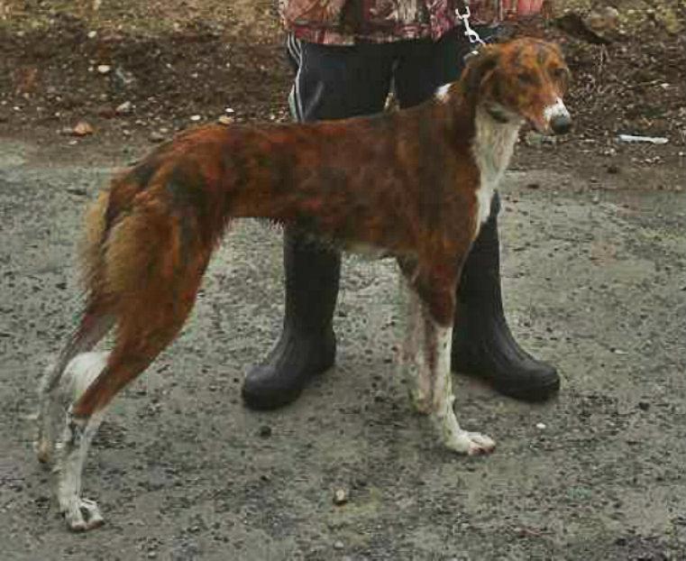Saluki X Whippet What Size Lurchers Running Dogs The Hunting