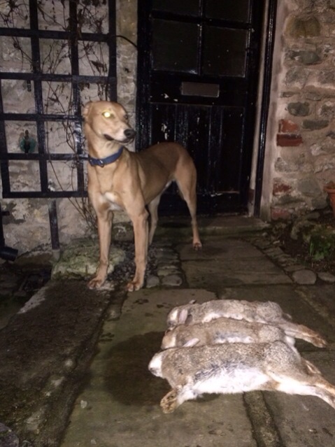Minshaw lurchers sales