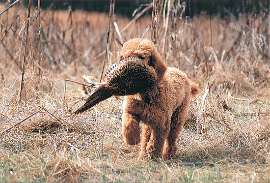 cockapoo hunting