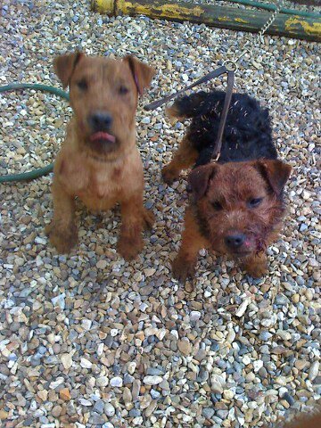 middleton lakeland terrier