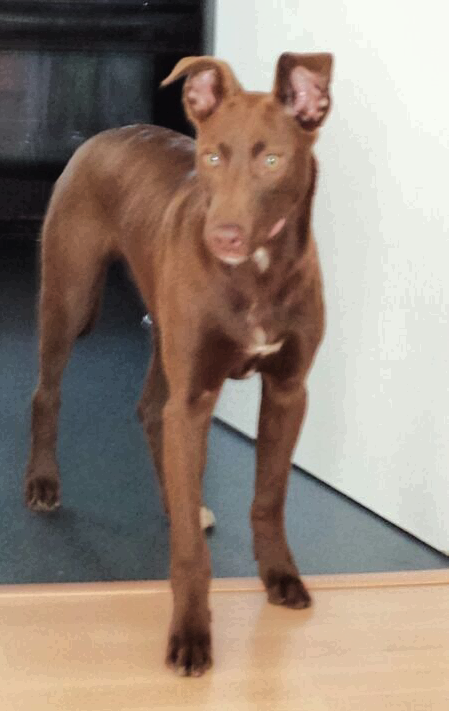 Bull hound sales dog